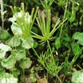 Scandix stellata
